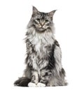 Main coon cat, sitting, isolated Royalty Free Stock Photo