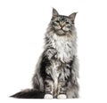 Main coon cat, sitting, isolated