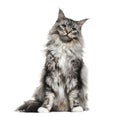 Main coon cat, sitting, isolated Royalty Free Stock Photo