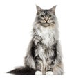 Main coon cat, sitting, isolated Royalty Free Stock Photo