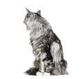 Main coon cat sitting, lokking back, isolated Royalty Free Stock Photo