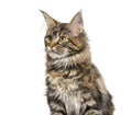 Main coon sitting against white background Royalty Free Stock Photo