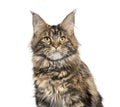 Main coon sitting isolated on white Royalty Free Stock Photo