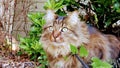 Main Coon in Sunshine