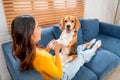 Main focus on beagle dog that stand on young Asian girl who hold forelegs of the dog and sit on sofa of the house and the dog also Royalty Free Stock Photo