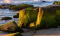 Algae-covered rock formations and tide pools exposed at low tide along Pacific Coast Royalty Free Stock Photo