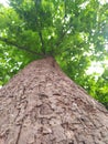 Main focus on stem of Saraca asoca tree with blur effect on leaf
