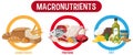 Main food groups macronutrients vector