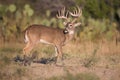 Main frame typical whitetail