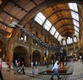 The main hall of the museum - dinosaur skeleton in Royalty Free Stock Photo