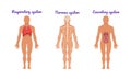Main Human Body Systems with Respiratory and Nervous System Vector Set
