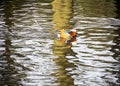 Mandarin Duck, Aden Park, Mintlaw, Aberdeenshire, Scotland,UK Royalty Free Stock Photo