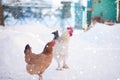 Main rooster boss portrait.Cock in winter, snow Royalty Free Stock Photo
