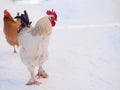Main rooster boss portrait.Cock in winter, snow Royalty Free Stock Photo