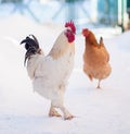 Main rooster boss portrait.Cock in winter, snow