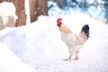 Main rooster boss portrait.Cock in winter, snow