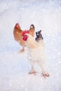 Main rooster boss portrait.Cock in winter, snow