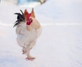 Main rooster boss portrait.Cock in winter, snow