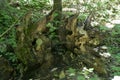 Fallen tree root system Royalty Free Stock Photo