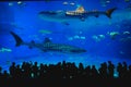 The main tank, called the Kuroshio Sea, of Okinawa Churaumi Aquarium Royalty Free Stock Photo