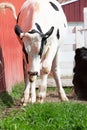 Holstein friesian milking cow