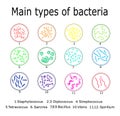 The main types of bacteria