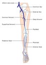 Main veins of the leg