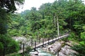 Main view of one of the several bridges crossing the river in Yakusugiland park Royalty Free Stock Photo