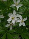 Main white 5 petal delicate flower in focus