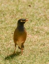 Maina is a medium-sized warbler of the starling family