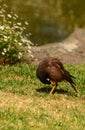 Maina is a medium-sized warbler of the starling family