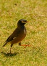 Maina is a medium-sized warbler of the starling family