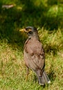 Maina is a medium-sized warbler of the starling family