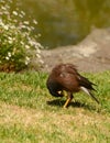 Maina is a medium-sized warbler of the starling family