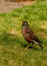 Maina is a medium-sized warbler of the starling family