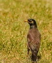 Maina is a medium-sized warbler of the starling family