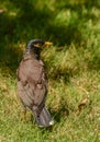 Maina is a medium-sized warbler of the starling family