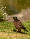 Maina is a medium-sized warbler of the starling family