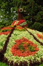 Mainau Floral Peacock