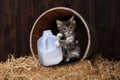 Maincoon Kitten Drinking Gallon of Milk Royalty Free Stock Photo