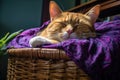 a maine cat in a wicker basket, wearing a purple sleeping mask