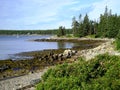 Maine Coastline Royalty Free Stock Photo