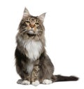 Maine coon, 2 years old Royalty Free Stock Photo