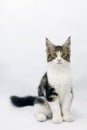 Maine coon Royalty Free Stock Photo