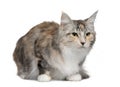 Maine coon, 4 years old Royalty Free Stock Photo