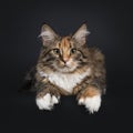 Maine Coon on black background Royalty Free Stock Photo