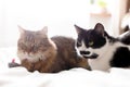 Maine coon and black and white cat with moustache relaxing with funny faces on comfortable bed. Two cute cats sitting with toy Royalty Free Stock Photo