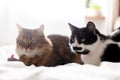 Maine coon and black and white cat with moustache relaxing with funny faces on comfortable bed. Two cute cats sitting with toy Royalty Free Stock Photo