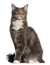 Maine Coon cat, 11 months old, sitting Royalty Free Stock Photo