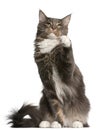 Maine Coon cat, 11 months old, sitting Royalty Free Stock Photo